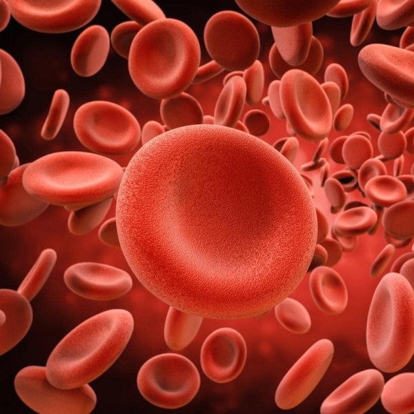 النواتج إلى الدم منها ليتخلص الخلية المطروحة من نشاط يحمل يحمل الدم