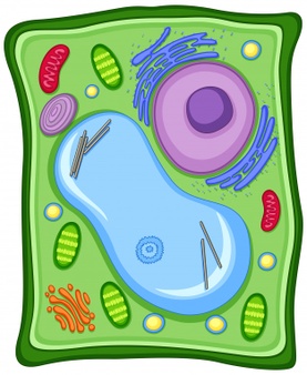 الخلية التي تحتوي على جدار خلوي هي الخلية