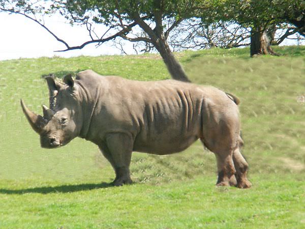 القرن وحيد وحيد القرن